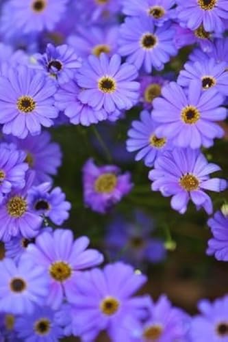 Wunderschön Blaues Gänseblümchen Brachyscome iberidifolia 100 Samen von exoticsamen.com PREMIUM QUALITY SEEDS