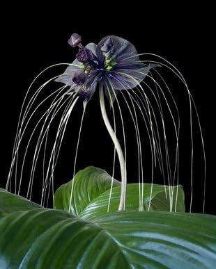 Wunderschöne Schwarze Fledermauslilie Tacca chantrieri Bat Plant 10 Samen selten von exoticsamen.com PREMIUM QUALITY SEEDS