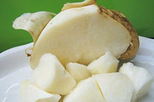 Yambohne Pachyrhizus erosus Jicama Benkuang 10 Samen von exoticsamen.com PREMIUM QUALITY SEEDS