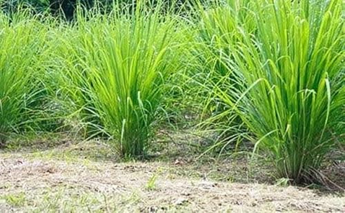 Zitronengras Lemongras 1000 Samen unentbehrlich für die asiatische Küche von exoticsamen.com PREMIUM QUALITY SEEDS
