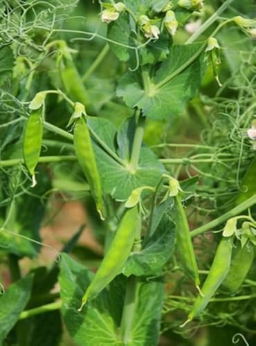 Zuckererbse Zuckerschote "Frühe Heinrich" Wokgemüse Feingemüse 25 Samen von exoticsamen.com PREMIUM QUALITY SEEDS