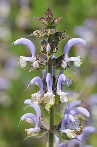 exoticsamen Muskateller Salbei 10 Samen Salvia Sclarea Römischer Salbei von exoticsamen.com PREMIUM QUALITY SEEDS