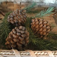 Geschwärztes Bienenwachs Tannenzapfen 3Er Set #420 Geschwärztes Bienenwachs Tannenzapfen 3Er Set #420 von farmfieldprimitives