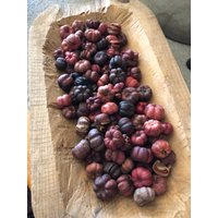 Getrocknete Natürliche Putka Schoten ~ Kürbis Herbst Dekor Halloween Primitive Getrocknete Natürliche Putka Schoten ~ Kürbis Herbst Dekor Halloween Primitive von farmfieldprimitives