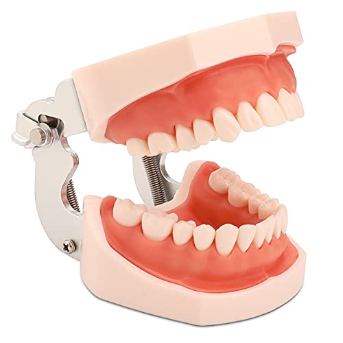 faruijie Dental Typodont Zähne Modell mit abnehmbaren Zähnen und weichem Zahnfleisch Artikuliertes Anatomie-Modell Lehrmittel für Studienzwecke von faruijie
