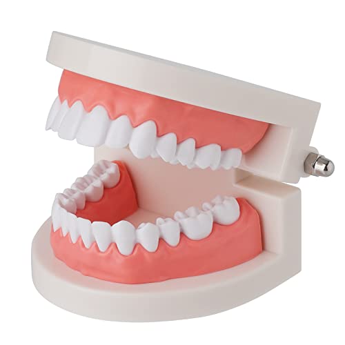 faruijie Standard-Zahnmodell Zähne Demonstrationsmodell Kinder Zähneputzen Lernwerkzeug PVC Dental Studie Demonstrationswerkzeug von faruijie