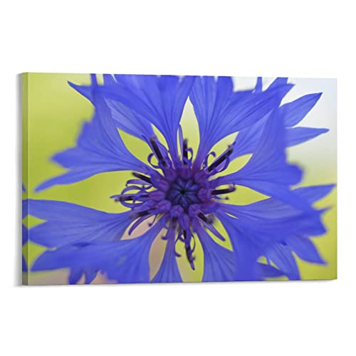 flechr Centaurea Cyanus Blumen, Kornblumen, Blütenblätter, Leinwand, Poster, Wandkunst, dekoratives Bild, Drucke, moderne Dekoration, 20 x 30 cm flechr Centaurea Cyanus Blumen, Kornblumen, Blütenblätter, Leinwand, Poster, Wandkunst, dekoratives Bild, Drucke, moderne Dekoration, 20 x 30 cm von FLECHR