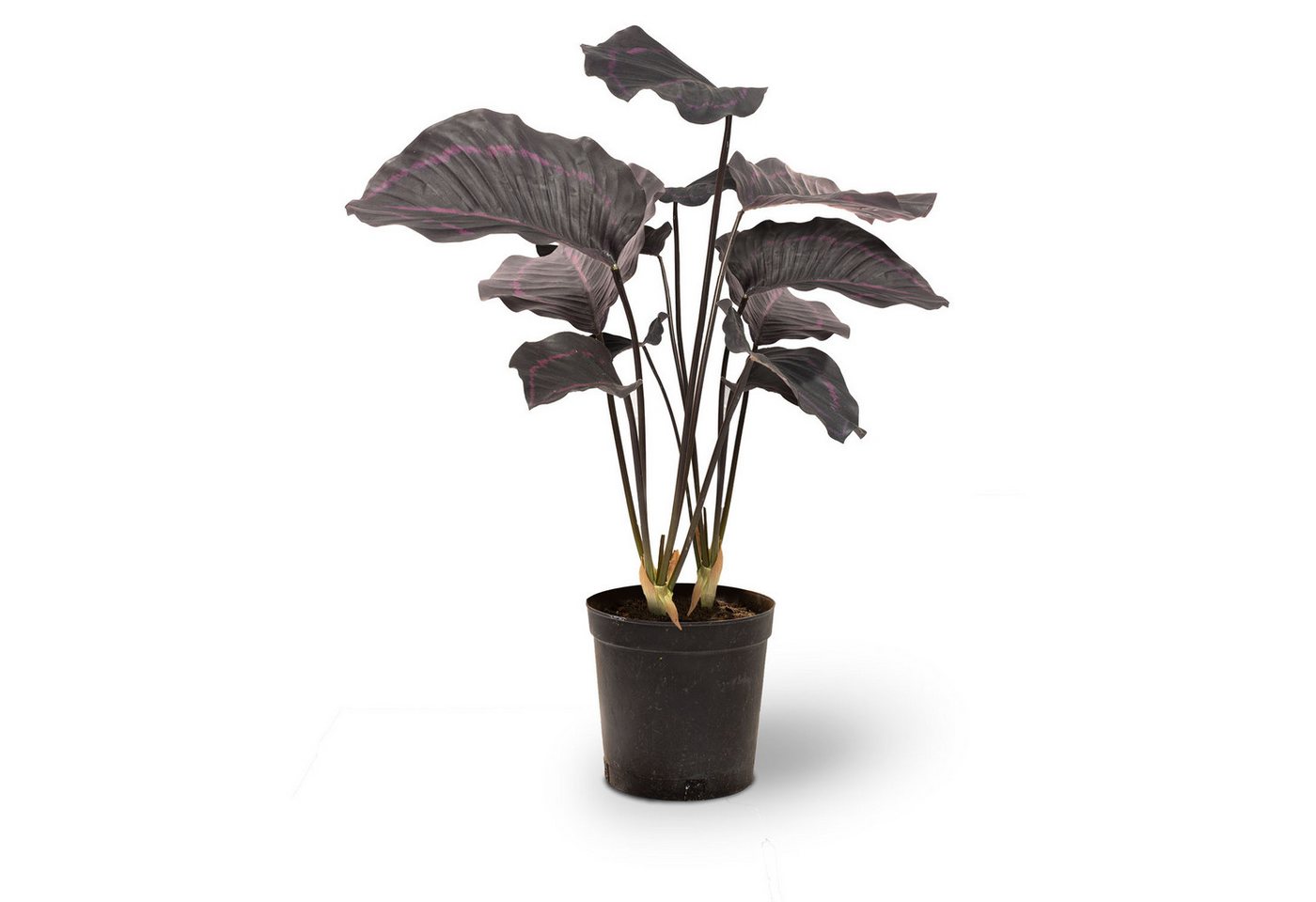 Kunstpflanze Calathea - Korbmarante Kunstpflanze, 63,5 cm, fleur ami, Höhe 64 cm von fleur ami