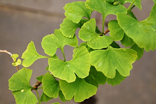 Ginkgobaum Fächerblattbaum Ginkgo biloba Containerware 60-80 cm von floranza.de