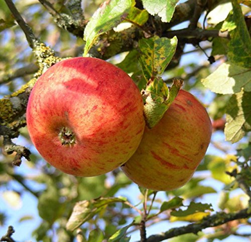 Apfelbaum Goldparmäne Apfel Goldparmäne - Malus Goldparmäne Containerware 120-160 cm hoch, Obstbaum kaufen von floranza.de