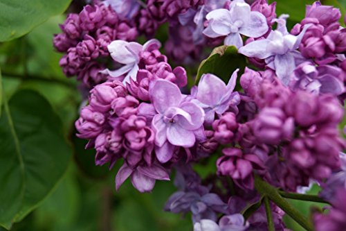 Flieder lila Blüte Edelflieder Katharine Havemeyer Syringa vulgaris Katharine Havemeyer Containerware 40-60 cm hoch von floranza.de