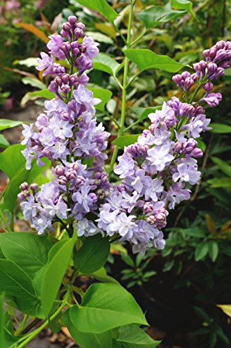 Flieder violette Blüte Edelflieder Michel Buchner Syringa vulgaris Michel Buchner Containerware 40-60 cm von floranza.de