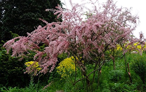 Frühlingstamariske Kleinblütige Tamariske Tamarix parviflora Containerware 60-100 cm von floranza.de