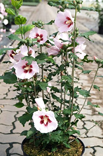 Hibiskus rosa Blüte Roseneibisch Hamabo Hibiscus Hamabo Containerware 60-80 cm hoch, von floranza.de