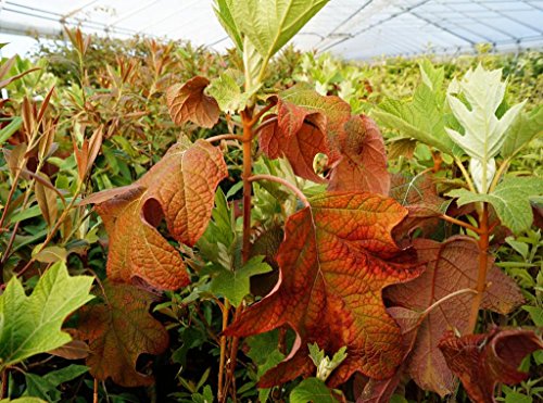 Hortensie Eichenblatthortensie Pee Wee Hydrangea quercifolia Pee Wee 40-60 cm hoch von floranza.de