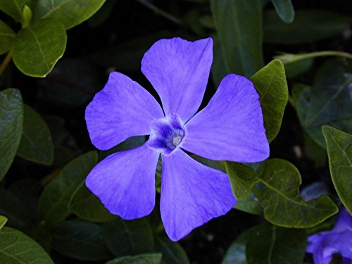 Kleinblättriges Immergrün, Vinca minor, Bodendecker, blüht lilablau, 10 Pflanzen, 0,5 Liter Topf, 5-7 triebig, ca. 10 - 20 cm lang floranza von floranza.de