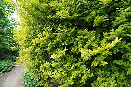 Liguster Goldliguster Ligustrum ovafolium Aureum Containerware 60-80 cm von floranza.de