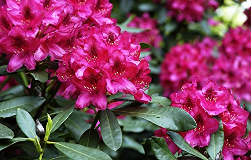 Rhododendron Nova Zembla Rhododendron Hybride Nova Zembla Containerware 40-50 cm von floranza.de