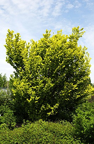 Ulme Goldulme Wredei Ulmus carpinifolia Wredei Containerware 60-100 cm von floranza.de