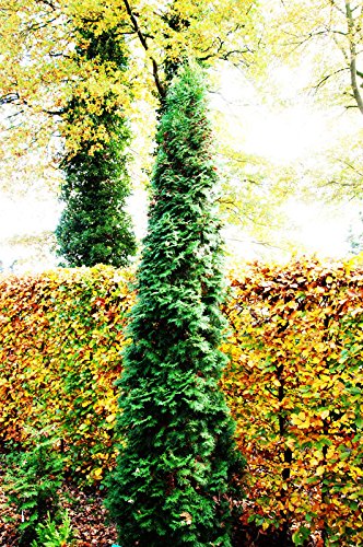 Lebensbaum Säulen-Lebensbaum Thuja occidentalis Columna Containerware 40-60 cm von Floranza