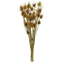 Flowerbox Trockenblumen »Distel« - gelb Flowerbox Trockenblumen »Distel« - gelb von Flowerbox