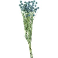 Flowerbox Trockenblumen »Skabiose Kugel« - blau von Flowerbox