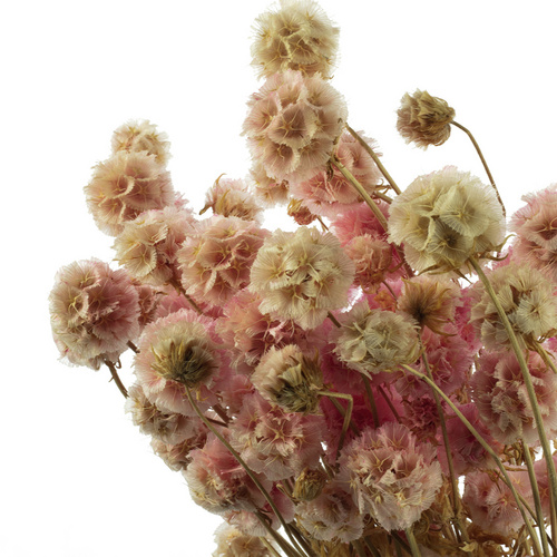 Flowerbox Trockenblumen »Skabiose Kugel« - rosa von Flowerbox