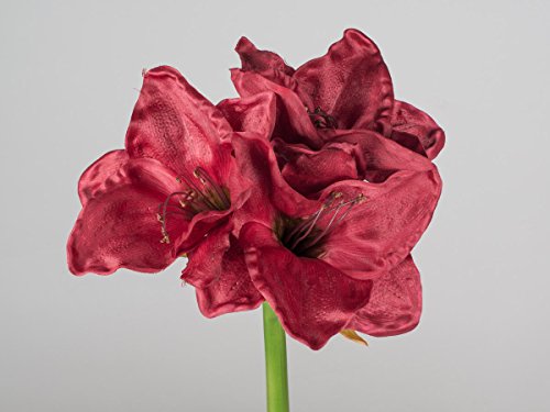 1 Amaryllis bordeaux 60cm mit großen Blüten von formano