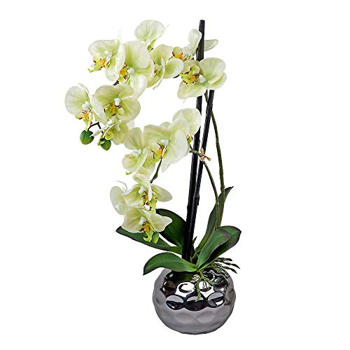 Formano Orchidee im Silber-Topf, 50 cm, grün von formano