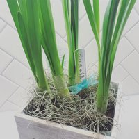 Garten/Pflanze Marker Hand Gestempelt Personalisierte von freespiritedmomma