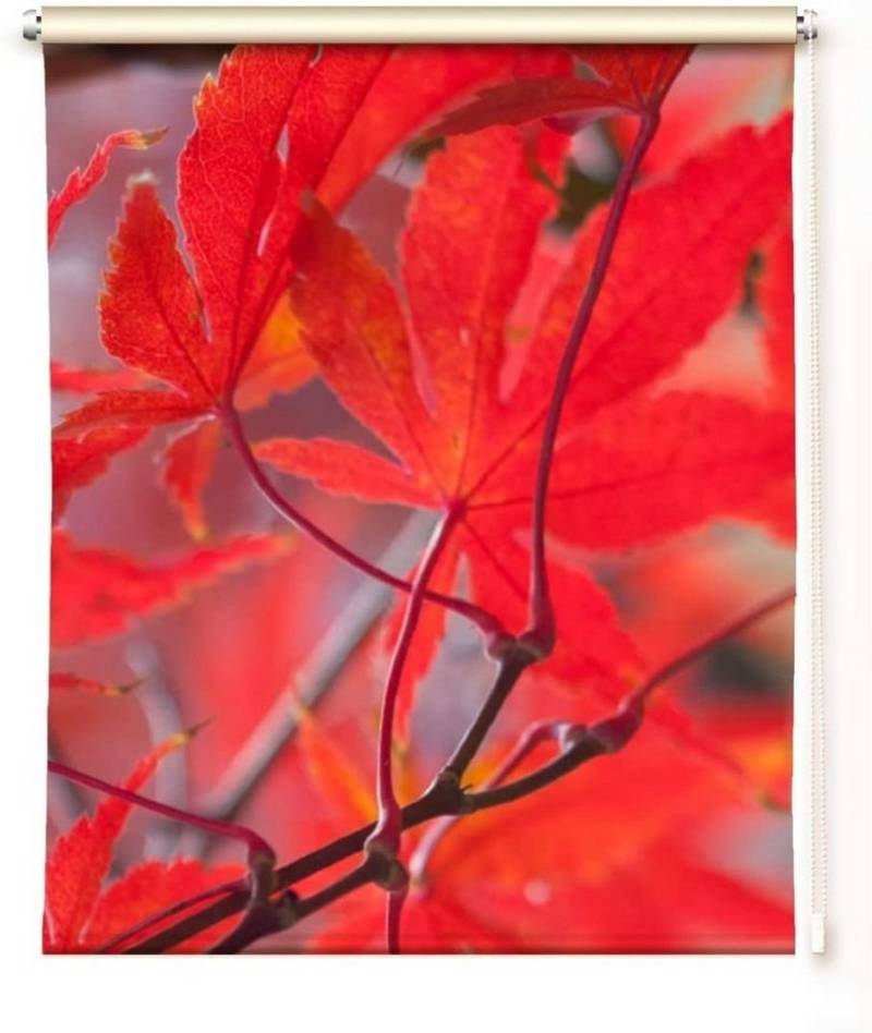 Rollo Rollo Herbsttraum - Toller Herbstrollo - klemmen oder schrauben, gardinen-for-life von gardinen-for-life