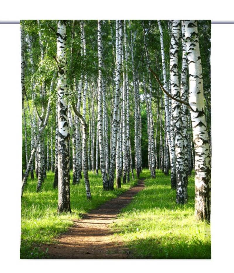 gardinen-for-life Scheibengardine Birkenwaldweg – Gardine – Waldmotiv - B-line von gardinen-for-life