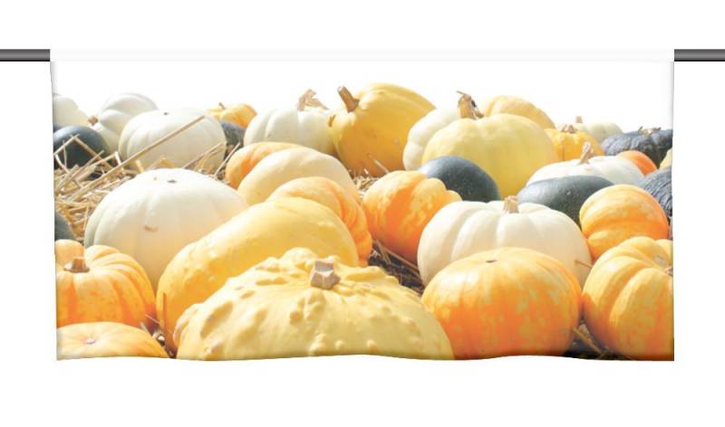 gardinen-for-life Scheibengardine Cafehausgardine Kürbiszeit - schönes Herbstmotiv, Küchengardine gardinen-for-life Scheibengardine Cafehausgardine Kürbiszeit - schönes Herbstmotiv, Küchengardine von gardinen-for-life