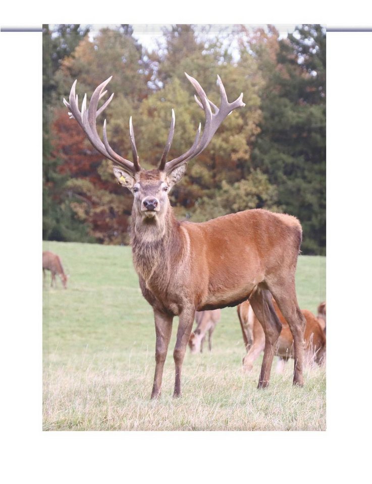 gardinen-for-life Scheibengardine Hirscherlebnis - eckiger Scheibenhänger - B-line von gardinen-for-life