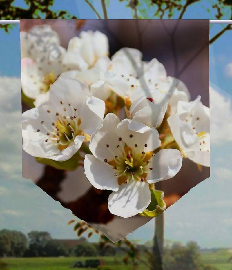 gardinen-for-life Scheibengardine Scheibenhänger spitz Primavera weiß, Voile Transparent, Ostermotiv von gardinen-for-life