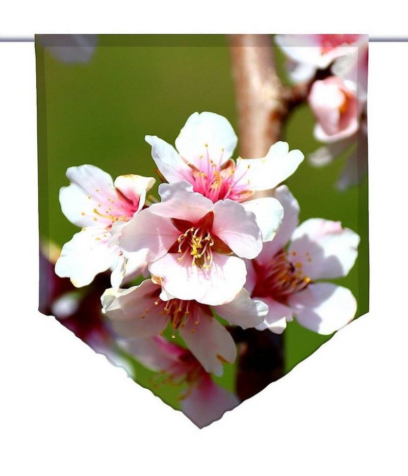gardinen-for-life Scheibengardine Scheibenhänger spitz pink spring, Voile Transparent von gardinen-for-life