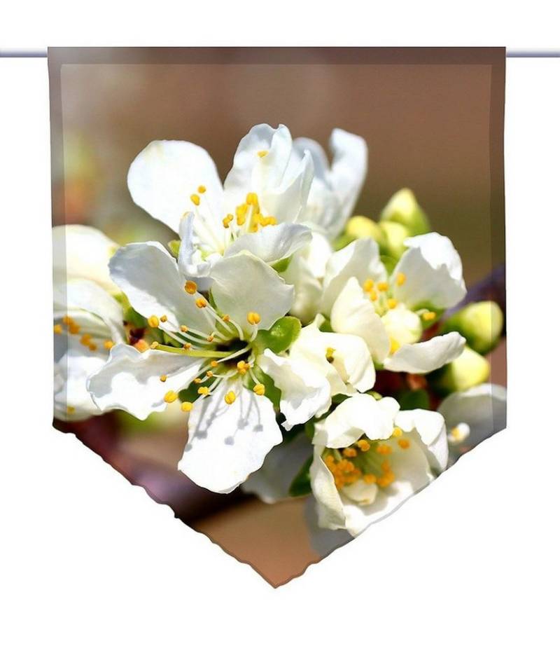 gardinen-for-life Scheibengardine Scheibenhänger spitz white spring, Voile Transparent, Scheibenhänger von gardinen-for-life