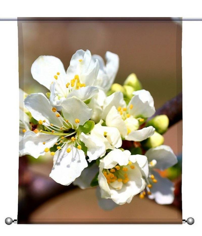 gardinen-for-life Scheibengardine Scheibenhänger white spring eckig mit Beschwerung, transparent von gardinen-for-life
