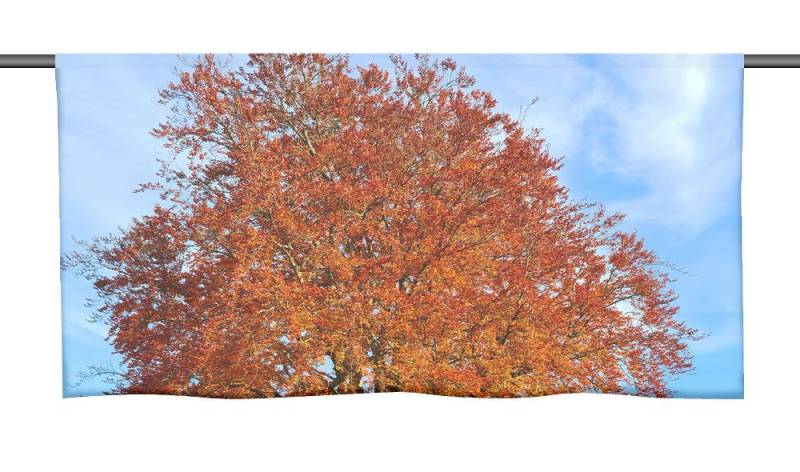 gardinen-for-life Scheibengardine Der Baum Cafehausgardine 25 cm hoch - mit tollem Motiv gardinen-for-life Scheibengardine Der Baum Cafehausgardine 25 cm hoch - mit tollem Motiv von gardinen-for-life