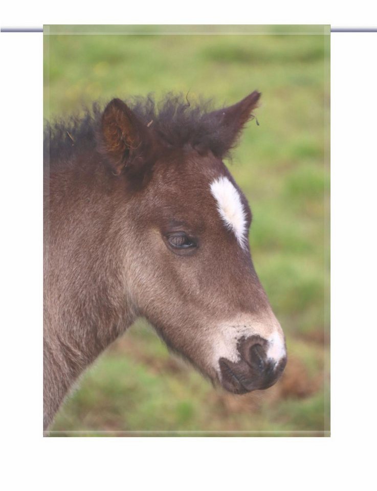 gardinen-for-life Scheibengardine Pferdeliebe - eckiger Scheibenhänger - B-line von gardinen-for-life