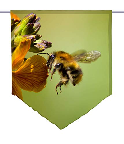 gardinen-for-life Scheibenhänger spitz bee, Voile Transparent, Edler Scheibenhänger aus Feiner Voile in Verschiedenen Größen (HxB 75x60cm) von gardinen-for-life