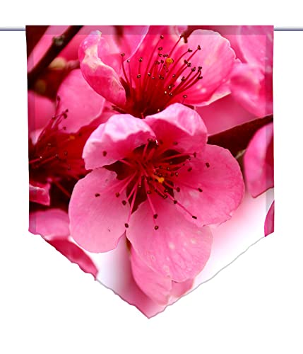 gardinen-for-life Scheibenhänger spitz rosa Frühlingszauber, Voile Transparent, Edler Scheibenhänger aus Feiner Voile in Verschiedenen Größen, tolles Frühlingsmotiv (HxB 125x90cm) von gardinen-for-life