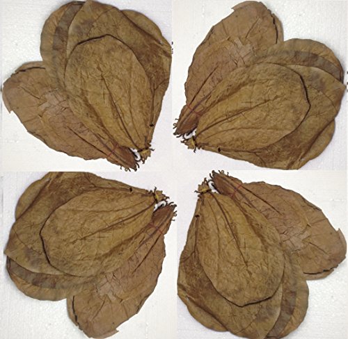 garnelenshop24de ~ 50 Stück XL (=100Gramm/ca.20cm) Seemandelbaumblätter original A-Markenware von SMJS-Cambodia +++BLITZVERSAND+++ Seemandellaub Catappa Leaves von catappa-leaves