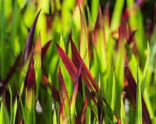 25 Japanisches Blutgras Red Baron Imperata cylindrica var. T9x9 Pflanzware Gräser x von gartenbau-service