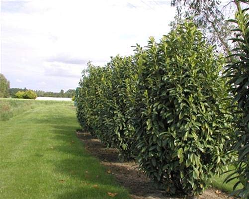 6 Säulen-Kirschlorbeer Genolia Prunus laurocerasus 15-35 cm T9x9 von gartenbau-service