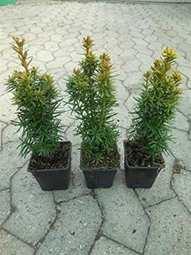 12 Taxus bacc. David, gelbe Säulen-Eibe 15-35cm winterhart, immergrüne Hecken-Pflanze von gartenbau-service