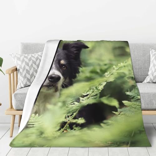 gawuoab Border Collie Hunde Bokeh Haustiere Schwarz Weiß, 80"x60" Flanelldecke Superweiche Dicke Gemütliche Bequeme Couch von gawuoab