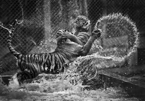 Tapete Deko 200x140cm Schwarz Weiß Tiger Vliestapete,Wanddeko Wohnzimmer/Schlafzimmer,Fototapete 3d Effekt,Wandbilder Tapete Deko 200x140cm Schwarz Weiß Tiger Vliestapete,Wanddeko Wohnzimmer/Schlafzimmer,Fototapete 3d Effekt,Wandbilder von gdkldfg