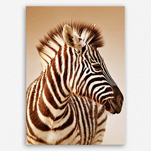 ge Bildet Bild auf Leinwand | Portrait von ein Baby Zebra im Etosha Nationalpark - Namibia in 30x40 cm als Wandbild | Wand-deko Dekoration Wohnung modern Bilder | 1082 von ge Bildet