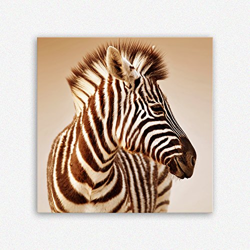 ge Bildet Bild auf Leinwand | Portrait von ein Baby Zebra im Etosha Nationalpark - Namibia in 50x50 cm als Wandbild | Wand-deko Dekoration Wohnung modern Bilder | 1082 von ge Bildet